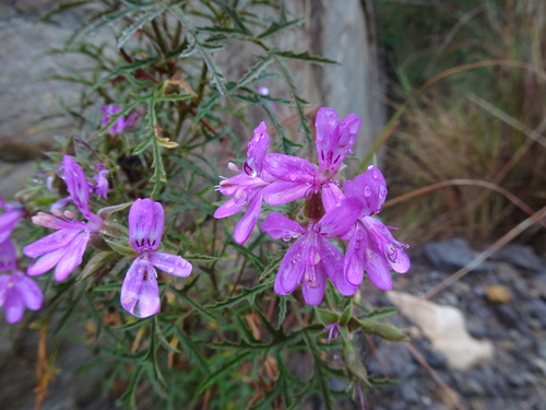 Image of Pelargonium glutinosum by (c) Thomas Koffel, some rights reserved (CC BY)