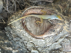 Anolis wattsii