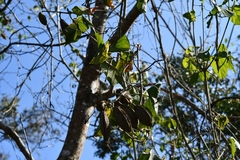 Amphilophium paniculatum