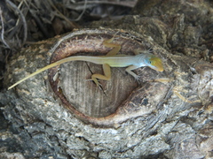 Anolis wattsii
