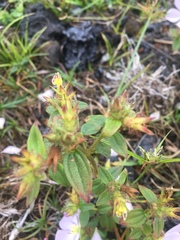 Pterolepis glomerata