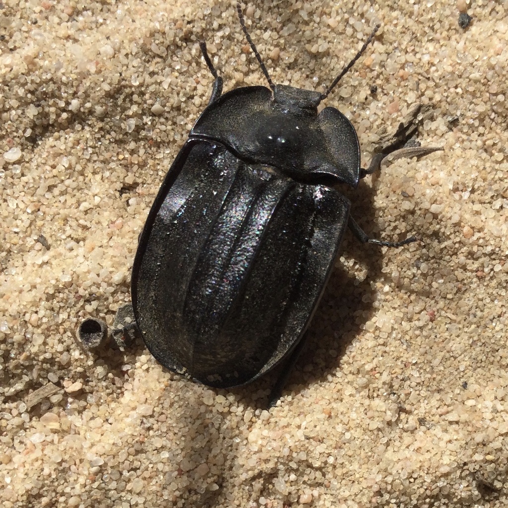 Cillibus blackburni