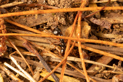 Amblyopone australis