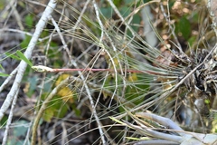 Tillandsia juncea