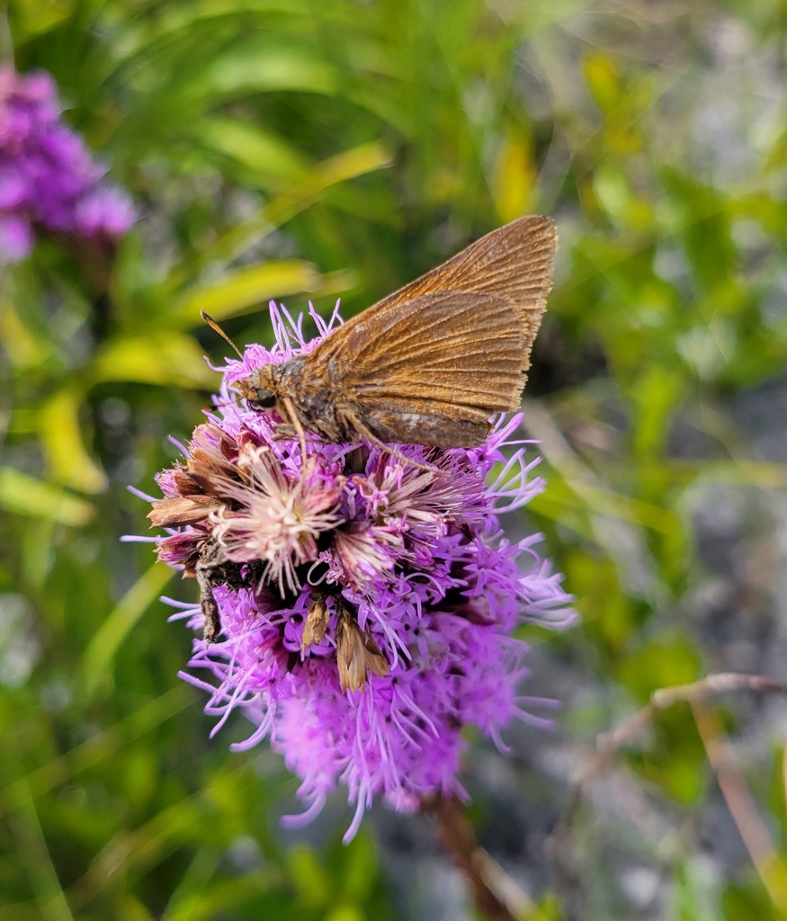 Palatka Skipper from Bull Creek WMA, Osceola County, FL, USA on October ...