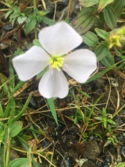 Pterolepis glomerata