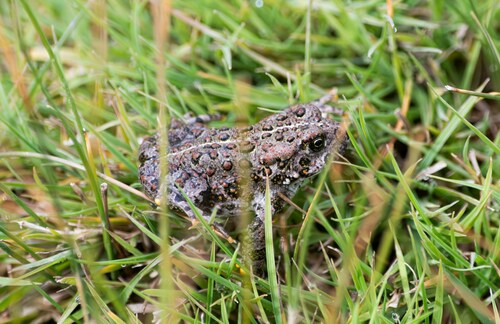 Western Toad photographed in Nevada
