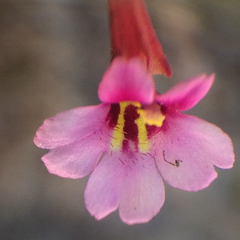 Erythranthe androsacea