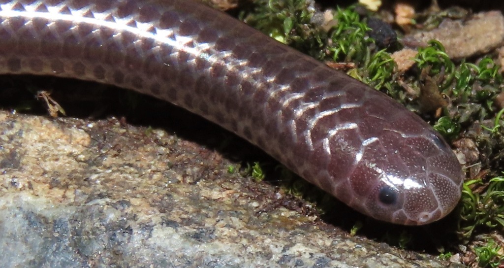 Espirito Santo Blind Snake