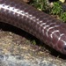 Espíritu Santo Blind Snake - Photo (c) Rich Hoyer, some rights reserved (CC BY-NC-SA), uploaded by Rich Hoyer