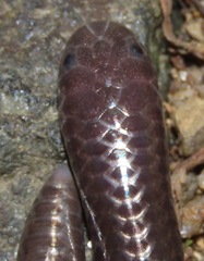 Espirito Santo Blind Snake photo 2