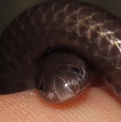 Espirito Santo Blind Snake photo 3