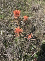 Castilleja lindheimeri