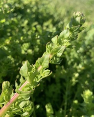 Aphanisma blitoides