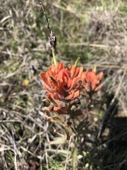 Castilleja lindheimeri