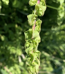 Aphanisma blitoides