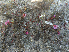 Erythranthe androsacea