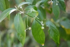Ditaxinae