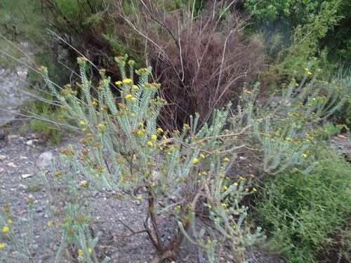 Image of Oedera squarrosa by (c) Thomas Koffel, some rights reserved (CC BY)