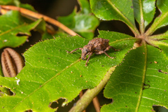 Lyperobates