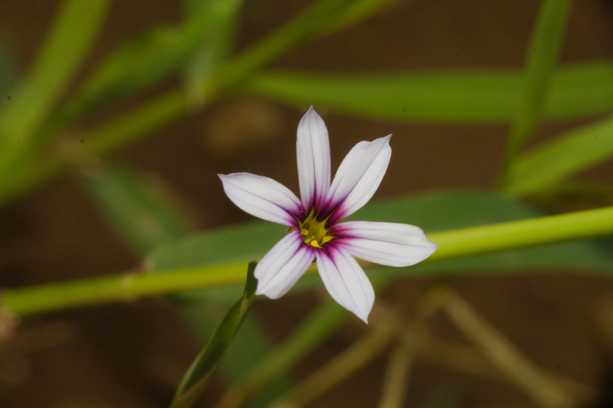 Sisyrinchium micranthum