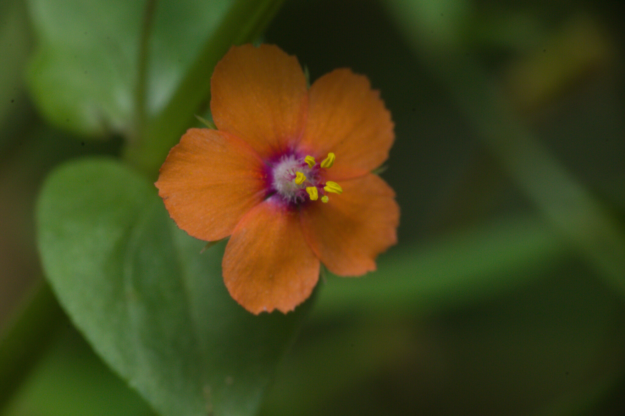 Lysimachia arvensis