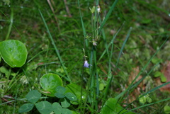 Soldanella montana