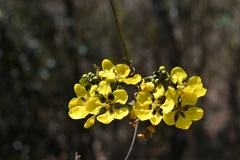 Gaudichaudia hexandra