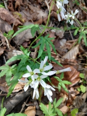 Cardamine concatenata