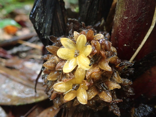 Curculigo latifolia (Curculigo latifolia)