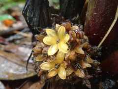 Curculigo latifolia, photograph Meng-Ying Tsai, CC0, iNaturalist via GBIF