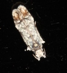 Hypatima