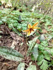 Erythronium umbilicatum