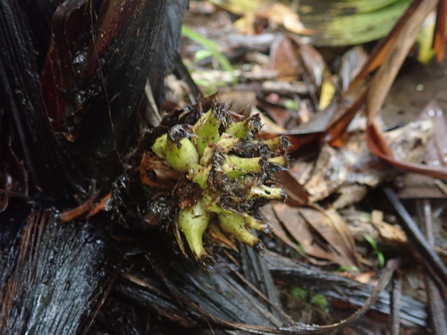 Curculigo latifolia (Curculigo latifolia)