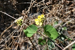 Stigmaphyllon selerianum