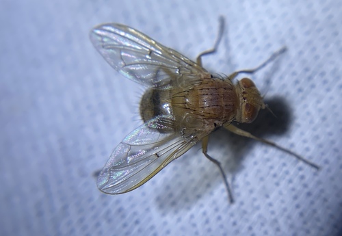 Tachinid fly photo 2