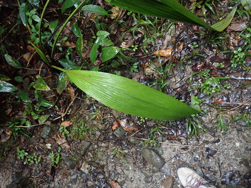 Curculigo latifolia, photograph 3
