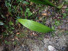 Curculigo latifolia, photograph Meng-Ying Tsai, CC0, iNaturalist via GBIF