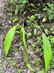 Curculigo latifolia, photograph Meng-Ying Tsai, CC0, iNaturalist via GBIF