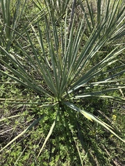 Yucca constricta