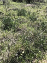 Yucca constricta