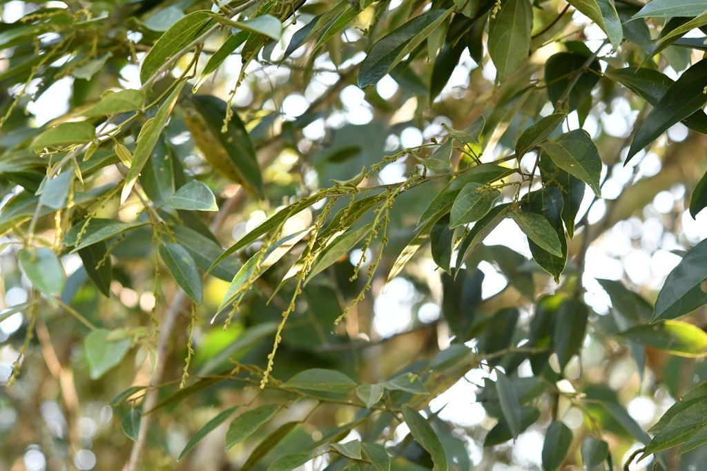 Abuta chiapasensis