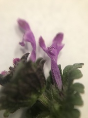 Lamium amplexicaule