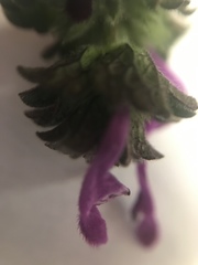 Lamium amplexicaule