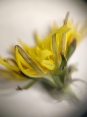 Taraxacum officinale
