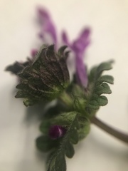 Lamium amplexicaule