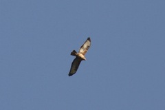 Buteo buteo vulpinus