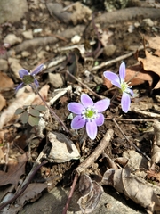 Hepatica americana