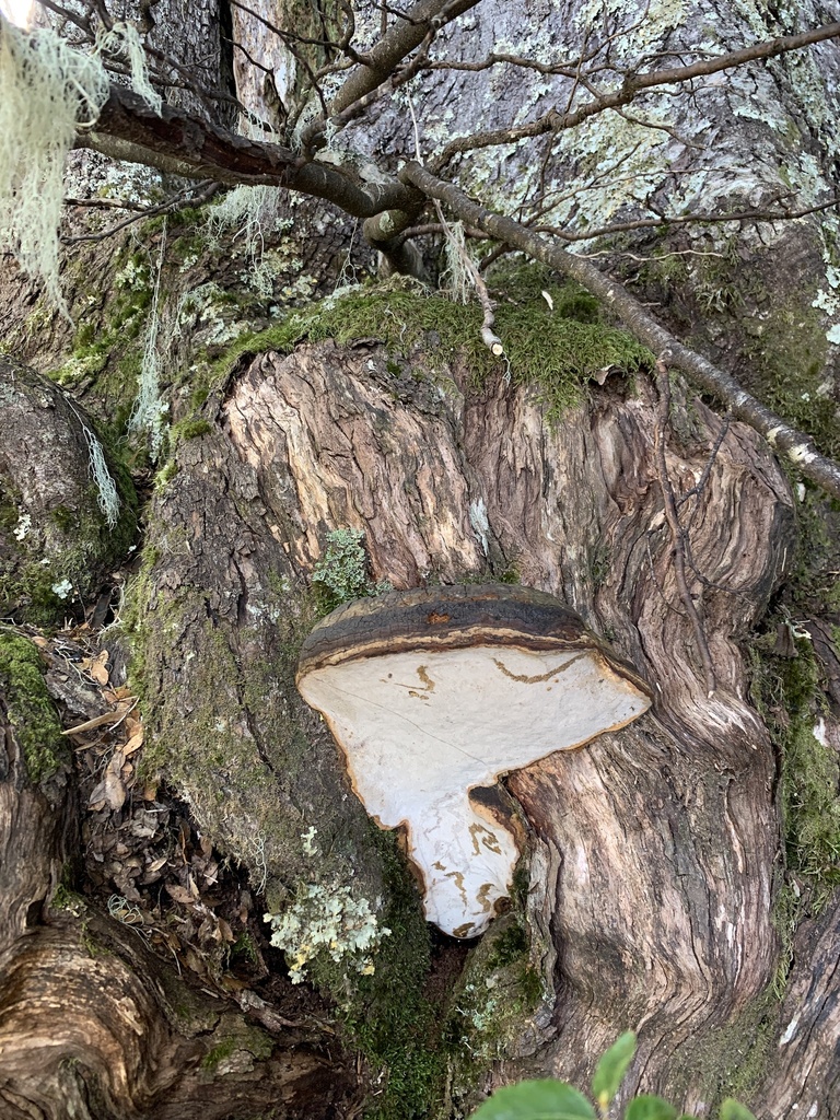 Ganoderma australe · October 2023 · photo: © daverichardson (iNaturalist, cc-by)