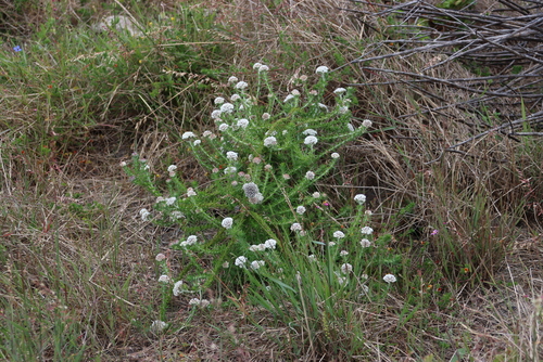 Image of Metalasia pulchella by (c) Tony Rebelo, some rights reserved (CC BY-SA)